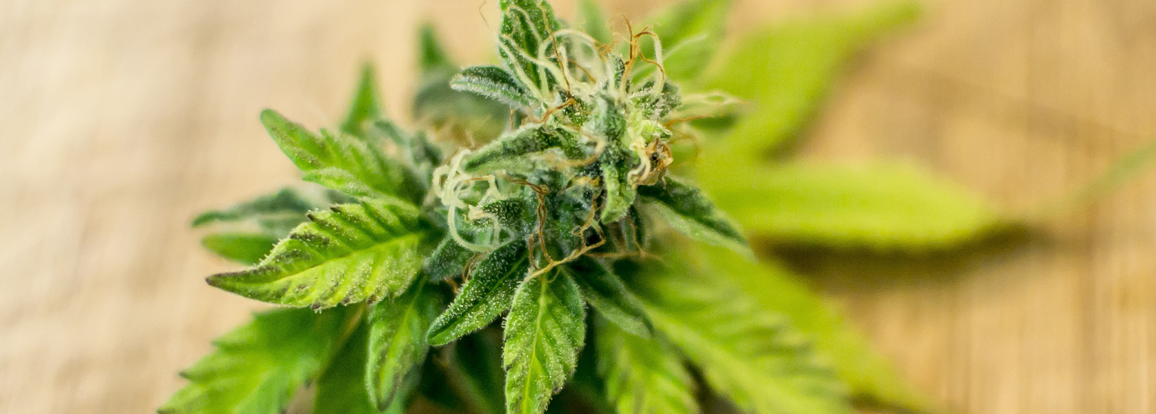 Marijuana Conteneurs debout avec serrures d'enfants