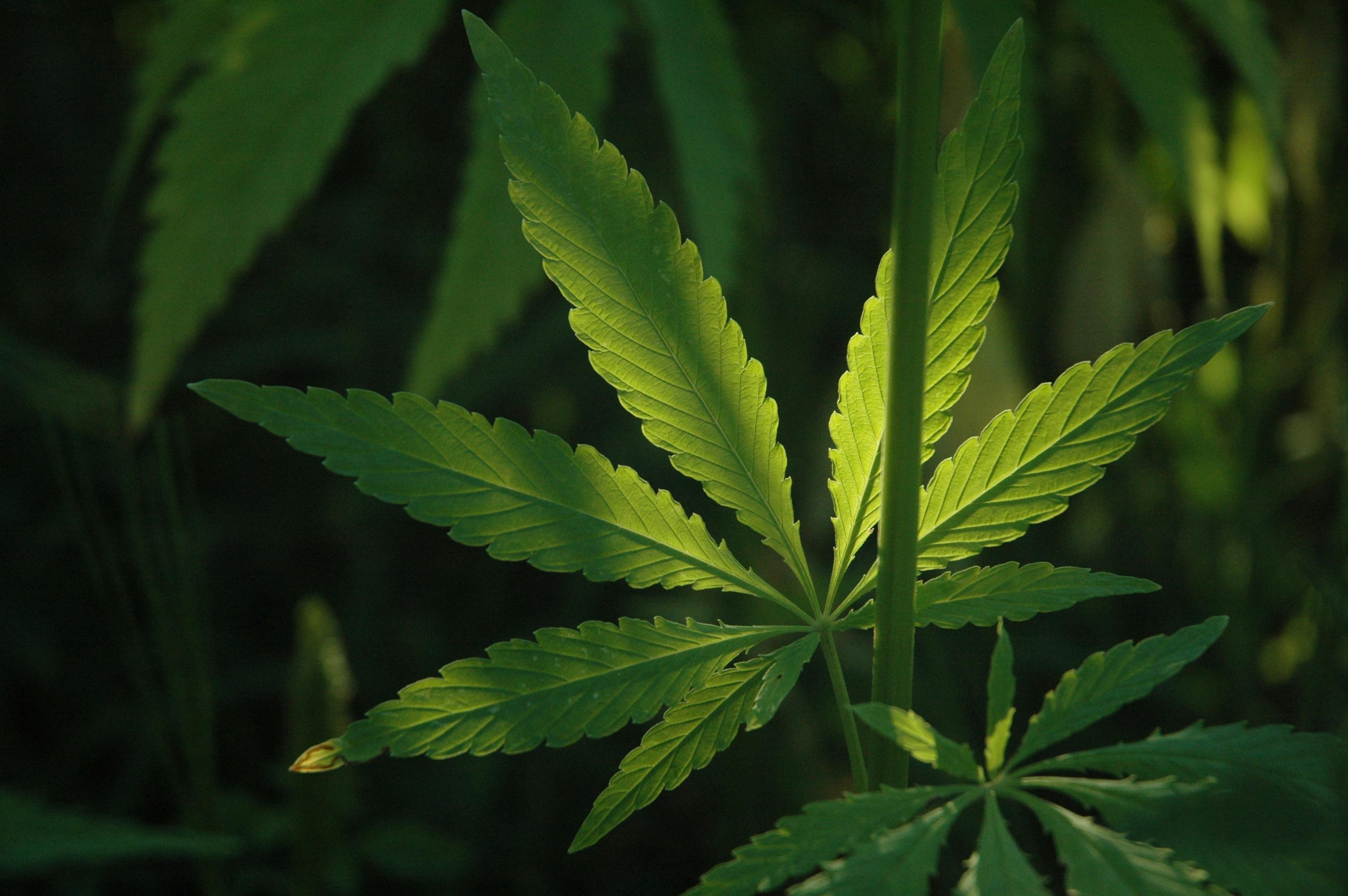 Emballage de cannabis biod&eacute;gradable