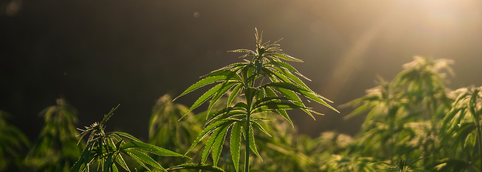 Fenêtre claire sacs ziplock pour le cannabis