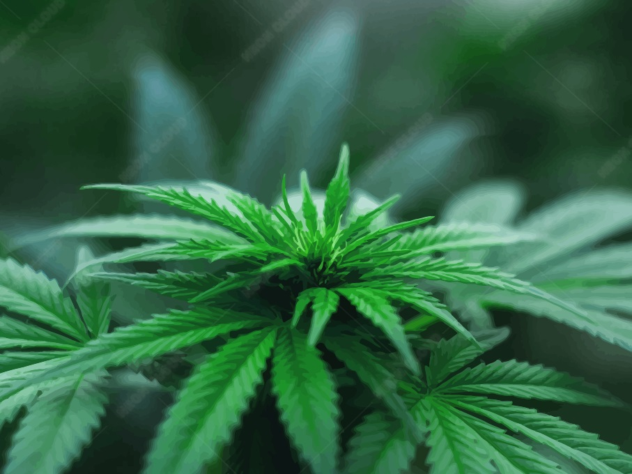 Conception de sacs de cannabis en vrac