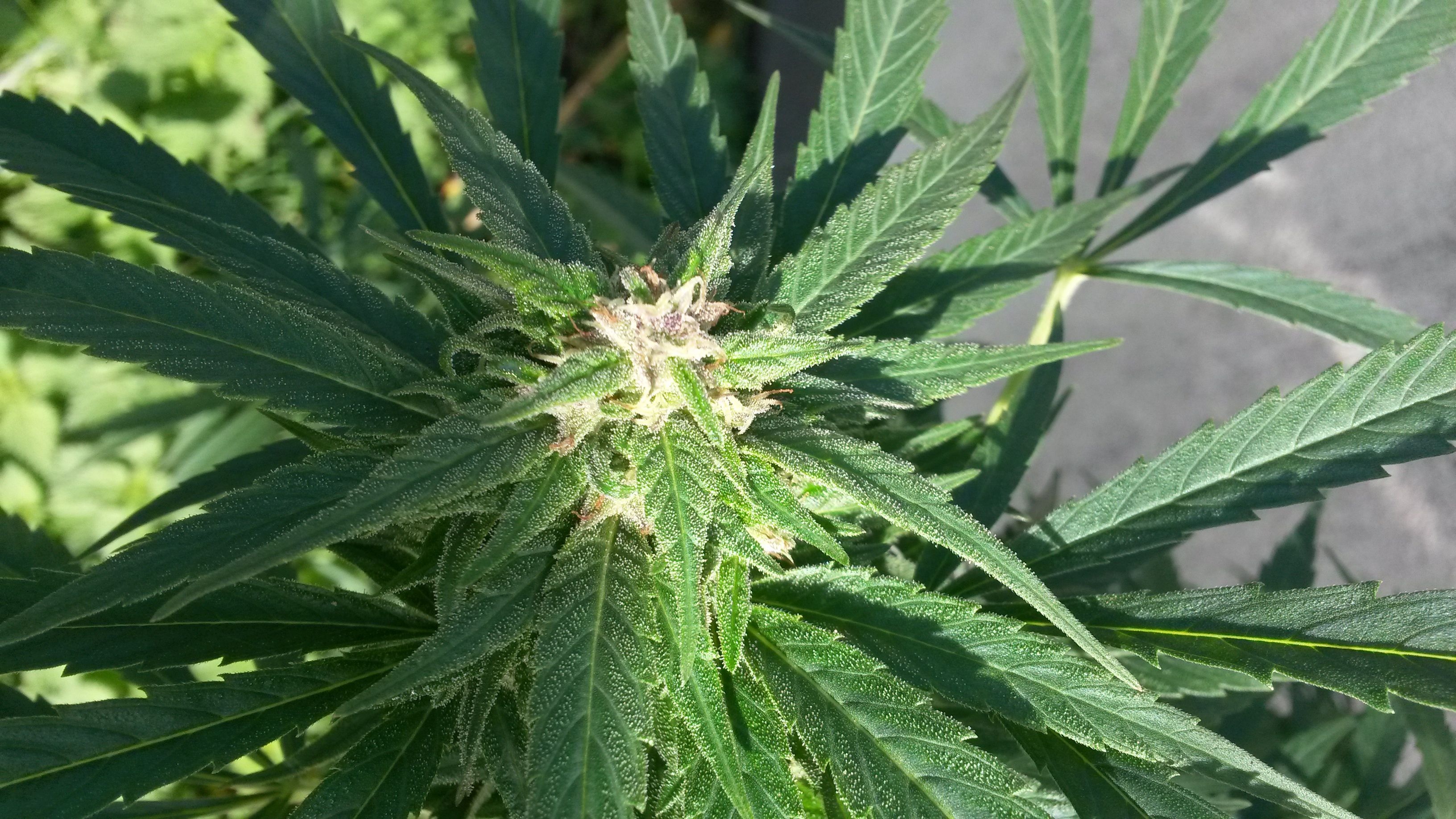 Emballage de vari&eacute;t&eacute;s de cannabis exotiques