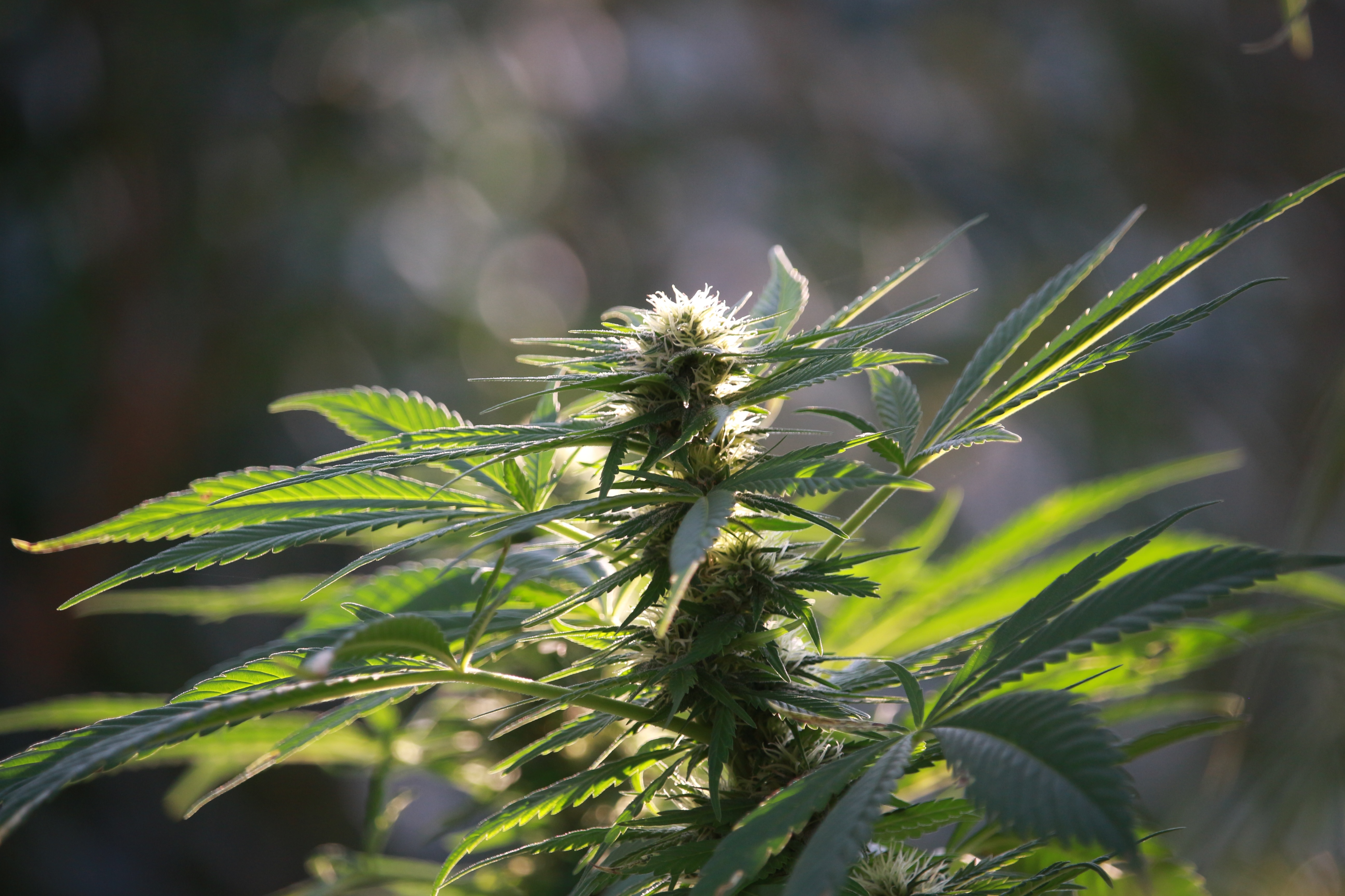 faux sacs de cannabis marques mylar