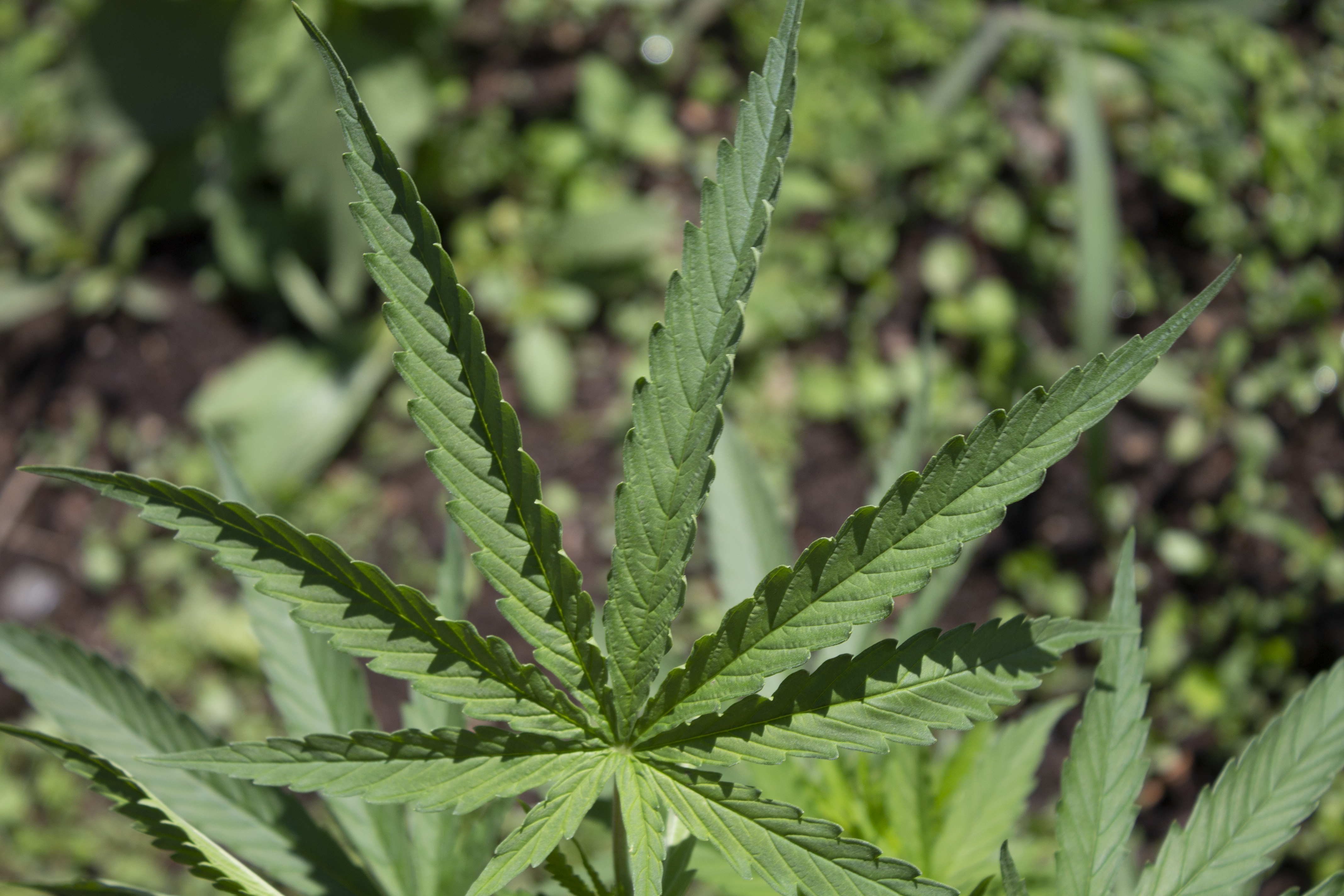 Meilleurs matériaux d'emballage exotiques pour les produits de cannabis